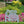 Spring Flower Decorative Garden Stakes for the Lawn or Yard-Mother's Day Gift