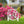 Butterfly Flower Garden Decorative Yard or Lawn Decor-Yard Stake, Mother's Day Gift
